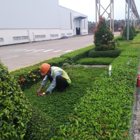 Cảnh Quan Luôn Đẹp, Xanh Mát Nhờ Dịch Vụ Bảo Dưỡng Chuyên Nghiệp