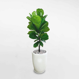 Cây Cảnh Phong Thủy