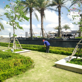 DỊCH VỤ BẢO DƯỠNG CẢNH QUAN, BẢO DƯỠNG CÂY XANH UY TÍN SỐ 1