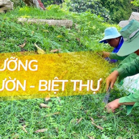 Tại Sao Cần Bảo Dưỡng Cảnh Quan Định Kỳ?