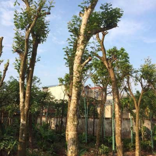 CÂY KHẾ