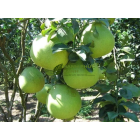 CÂY BƯỞI DA XANH