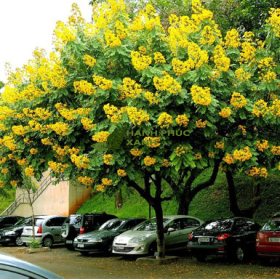 CÂY GIÁNG HƯƠNG ĐUÔI CÔNG