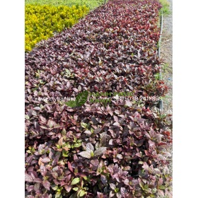 MUA CÂY MẮT NAI TẠI TPHCM