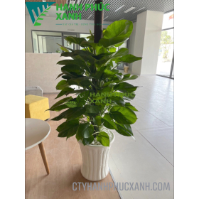 CÂY TRẦU BÀ LEO CỘT