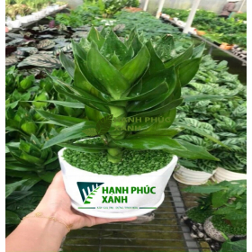 CÂY PHÁT TÀI BÚP SEN