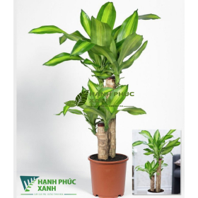 CÂY THIẾT MỘC LAN