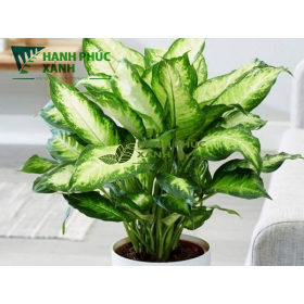 CÂY VẠN NIÊN THANH