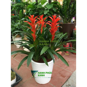 CÂY PHONG LỘC HOA