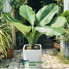 CÂY ĐẠI PHÚ GIA