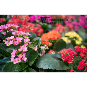 CÂY HOA SỐNG ĐỜI