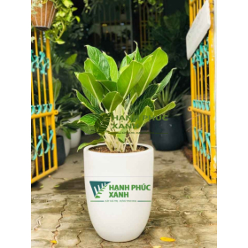 CÂY BẠCH MÃ HOÀNG TỬ