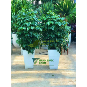 CÂY HẠNH PHÚC