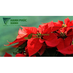 CÂY HOA TRẠNG NGUYÊN