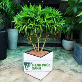 CÂY TRÚC BÁCH HỢP